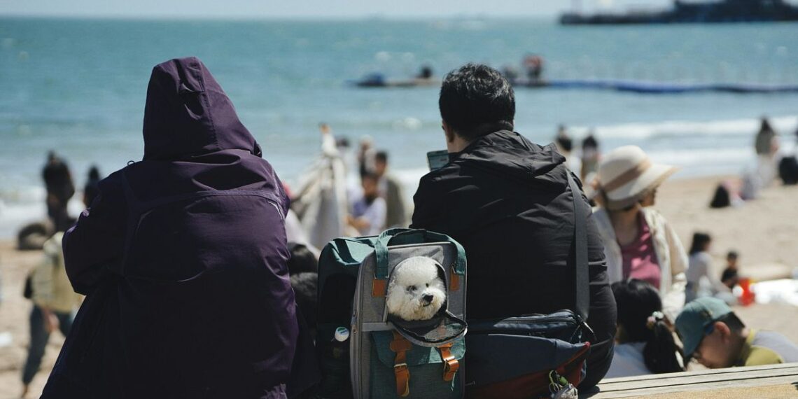 Viajar con mascotas después del Brexit: el nuevo acuerdo entre Reino Unido y la UE podría facilitar los viajes