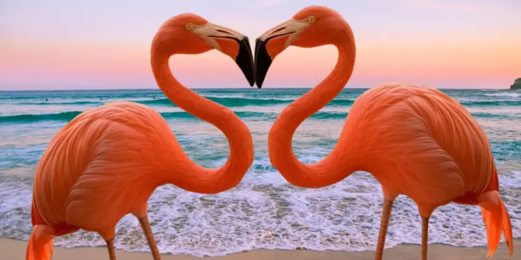 4 destinos de Yucatán para ver flamencos rosas en su hábitat natural