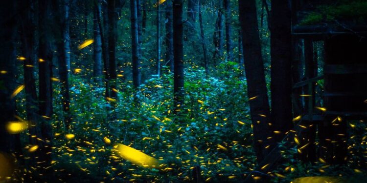 mejor temporada, lugares y consejos