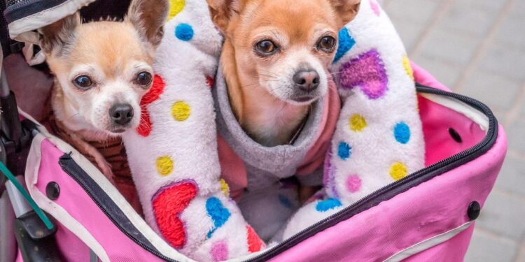 Los perros afectan al medio ambiente por varias vías