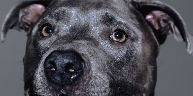 We Are Looking For Our Next Dogue Cover Star