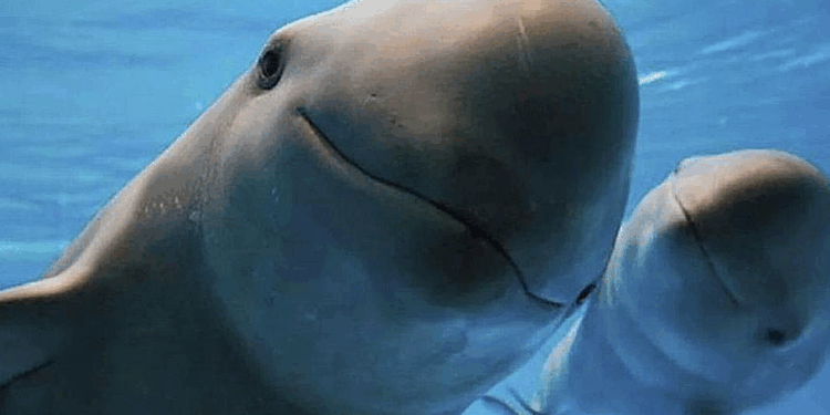 La Jornada - Realizarán Conanp y Sea Shepherd crucero de observación de vaquita marina