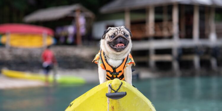 Cómo nuestros amigos de cuatro patas cambiaron la oferta de turismo y viajes