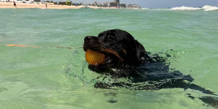Errores a evitar si viajas con tu mascota este verano – Telemundo Dallas (39)