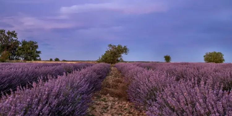 "Atesora uno de los cielos más claros desde los que observar el firmamento"