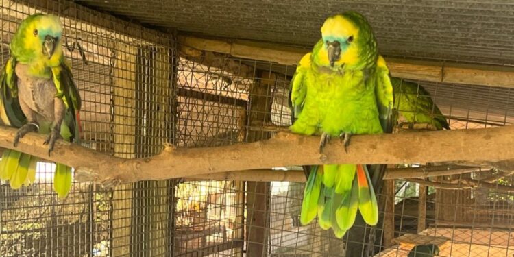 “Hay viajes que marcan vidas”: una campaña para que los turistas protejan la vida silvestre en vacaciones