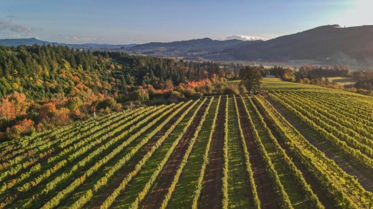 Viajes + nombres de ocio esta región de Oregon entre los principales destinos de ‘Coolcation’ en los Estados Unidos – Más Cipolletti