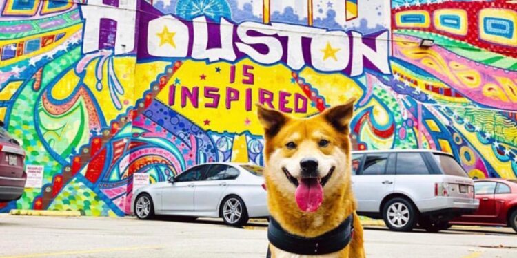 Viajar a Houston con tu mascota- Grupo Milenio