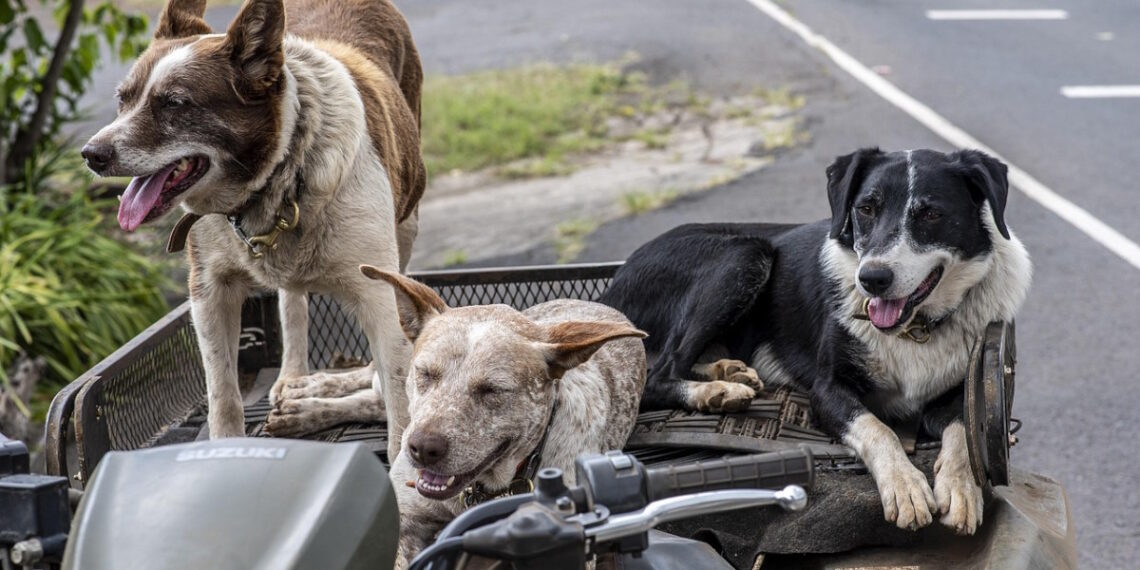 Las 10 ciudades más pet-friendly para viajar con tu mascota