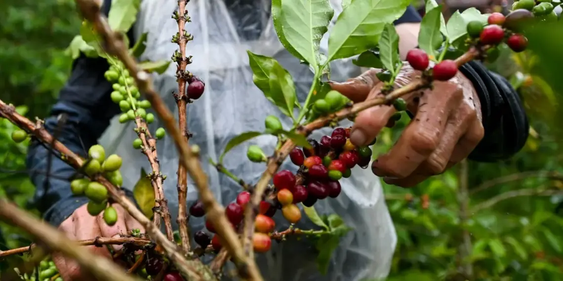 Las 10 ciudades que todo amante del café debería visitar: hay una de Colombia