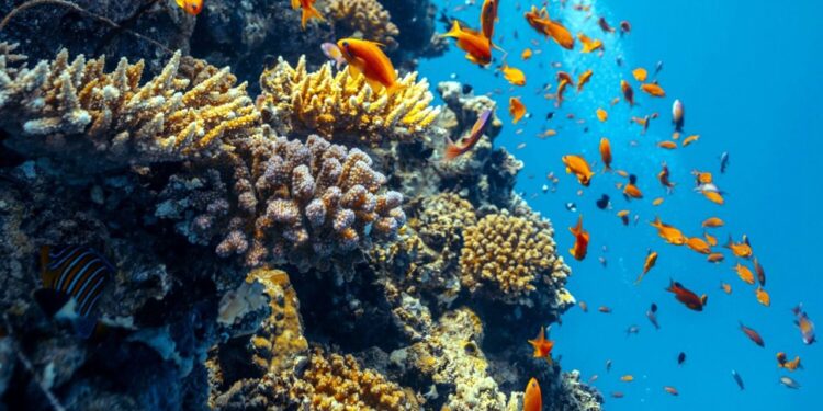 Mar Rojo saudí, un viaje a una de las últimas fronteras marinas inexploradas del mundo