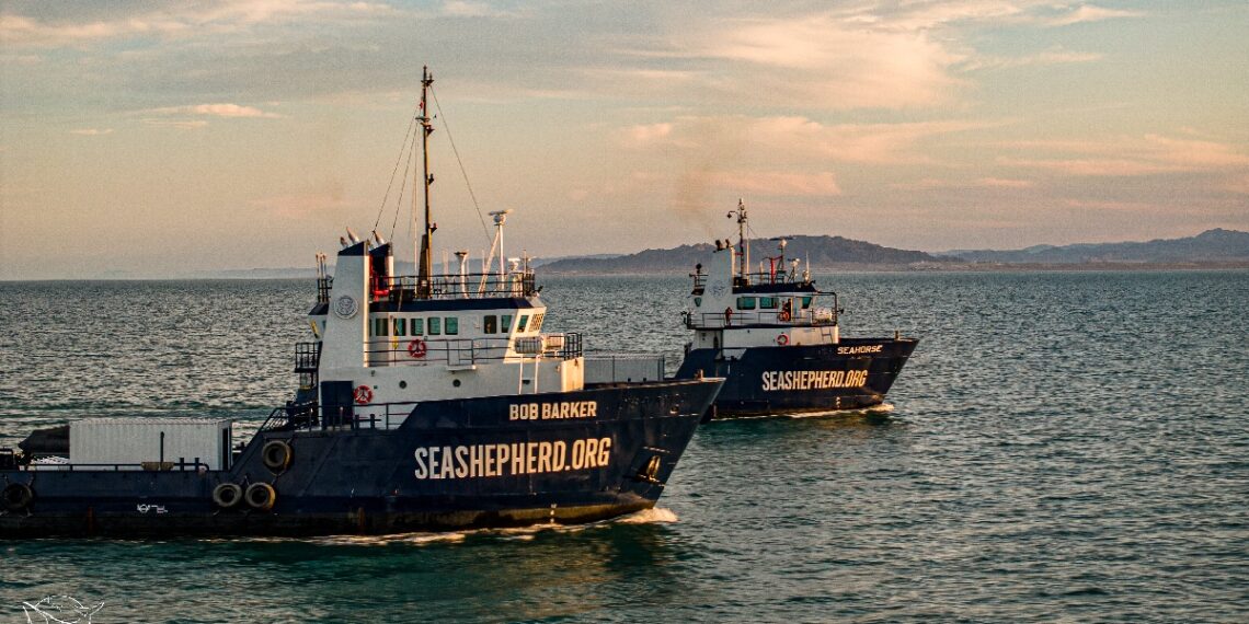 Crucero de observación de vaquita marina saldrá en septiembre- Grupo Milenio
