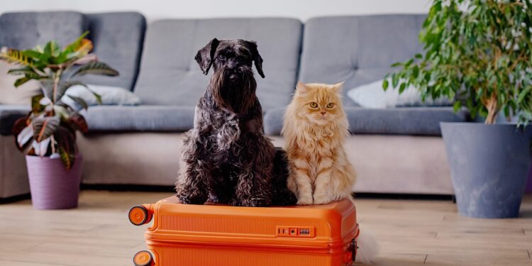 uno de cada tres alojamientos ya admite animales de compañía
