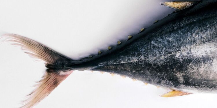 Qué tan sano (en verdad) es comer atún en lata: Una nutrióloga responde