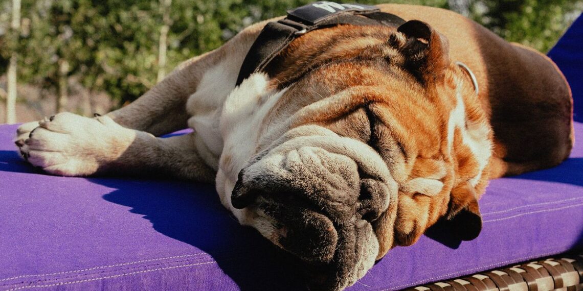 Like Lewis Hamilton, His Dog, Roscoe, Was Destined to Be a Champion
