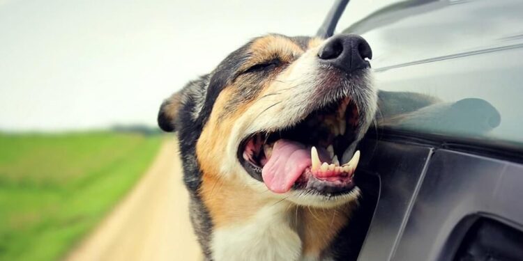 cómo llevar a tu mascota durante horas por carretera