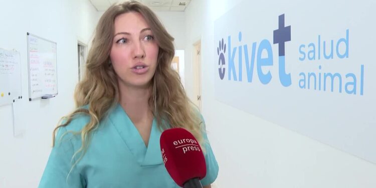 Veterinarios advierten de la importancia de planificar los viajes con mascotas