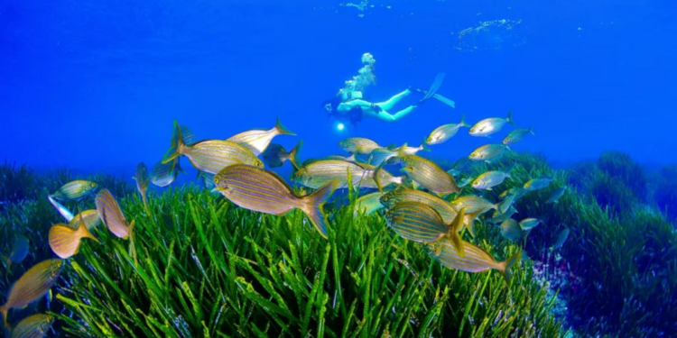 La ruta de buceo que no querrás perderte en la Región de Murcia