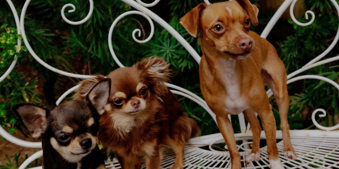 Mikey Madison Is a Proud Stage Mom to Chihuahuas Peaches, Birdie, and Jam