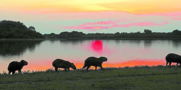 ¿cuáles son las regiones que destacan?