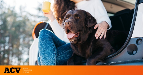 ¿Haces viajes con tu perro en el coche? Prueba esto para que no se ponga nervioso