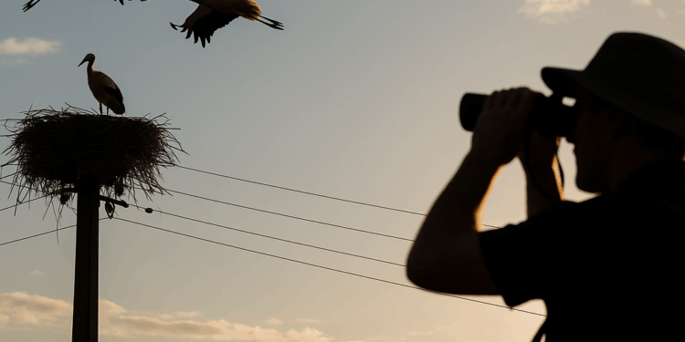 Viaje al sur de las cigüeñas