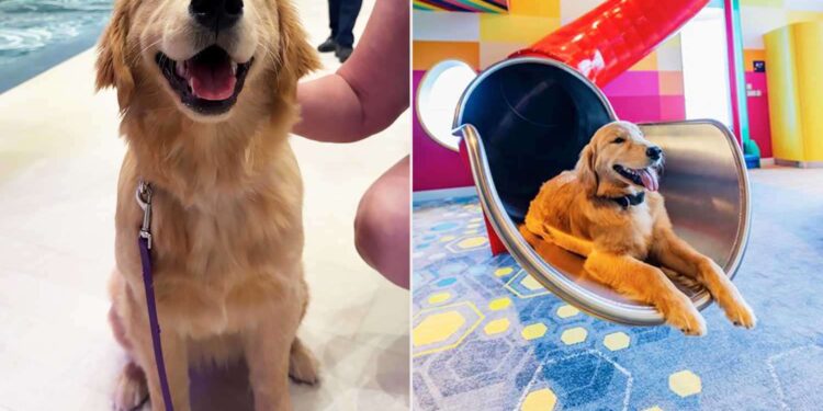 Dentro de la vida del perro que llama a uno de los cruceros más grandes del mundo (exclusivo)