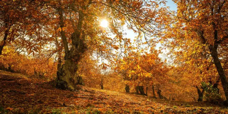 "Son rutas mágicas y silenciosas por los bosques más espectaculares"