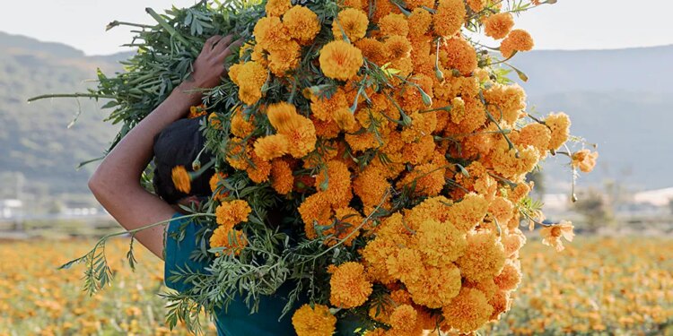 How Marigolds Became the Ceremonial Day of the Dead Flower in Mexico