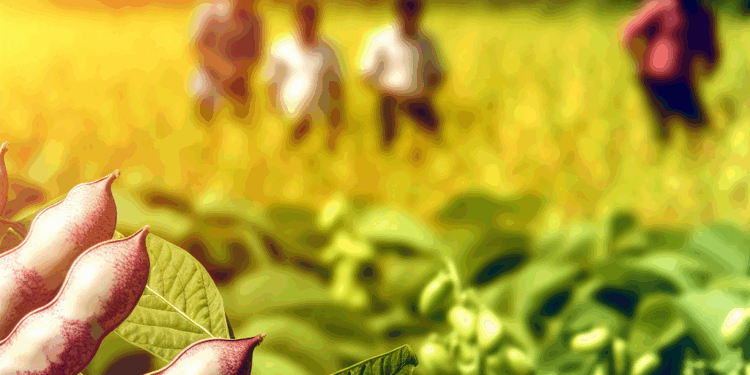 La legumbre latinoamericana rica en antioxidantes para tener el cabello y la piel radiantes