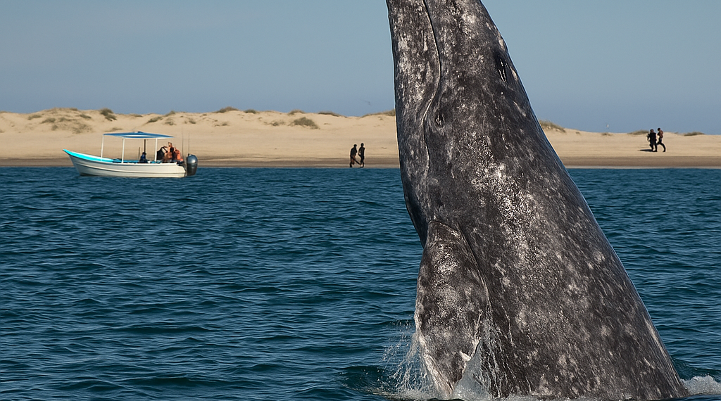 Festival de la Ballena Gris 2026: Fechas para disfrutar tus viajes a BCS