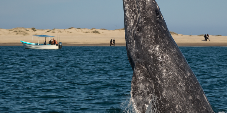 Festival de la Ballena Gris 2026: Fechas para disfrutar tus viajes a BCS