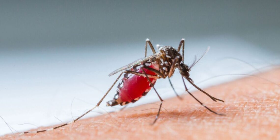 Evacúan a paciente con malaria en crucero y lo llevan a hospital de Quintana Roo