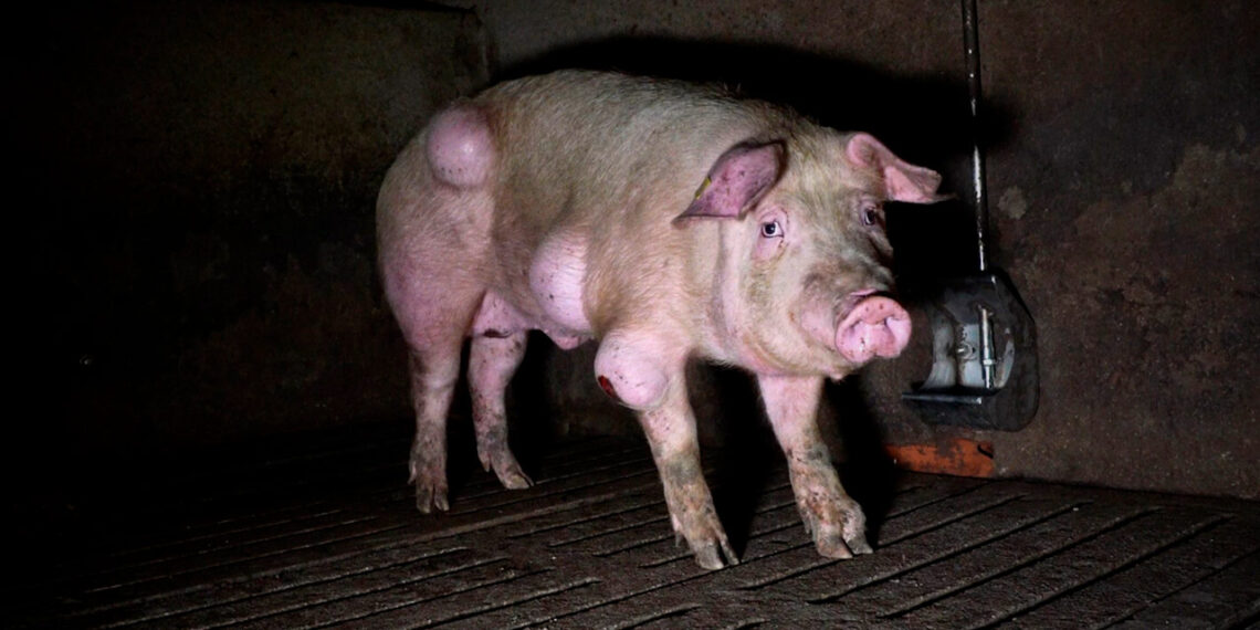 Cadáveres, canibalismo y ratas en una granja de cerdos de Teruel