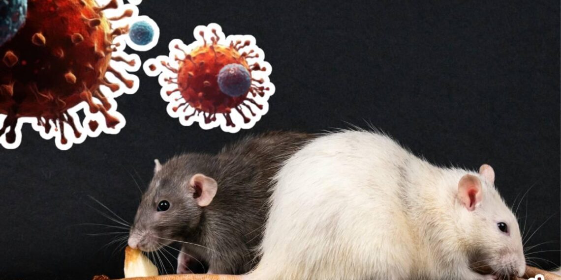 Científicos capturan 150 roedores en Ushuaia tras brote de hantavirus en crucero