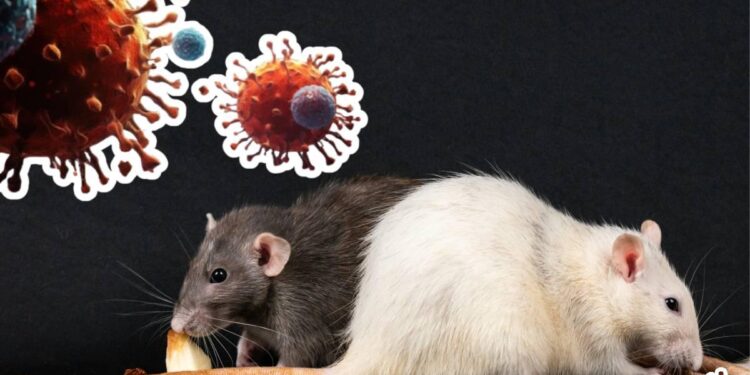 Científicos capturan 150 roedores en Ushuaia tras brote de hantavirus en crucero