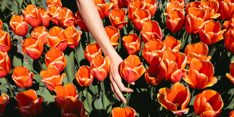 Perderse entre tulipanes: un viaje en bicicleta por los Países Bajos