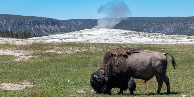 Bisonte frente al géiser Old Faithful en Yellowstone, el principal destino de ecoturismo de Estados Unidos.