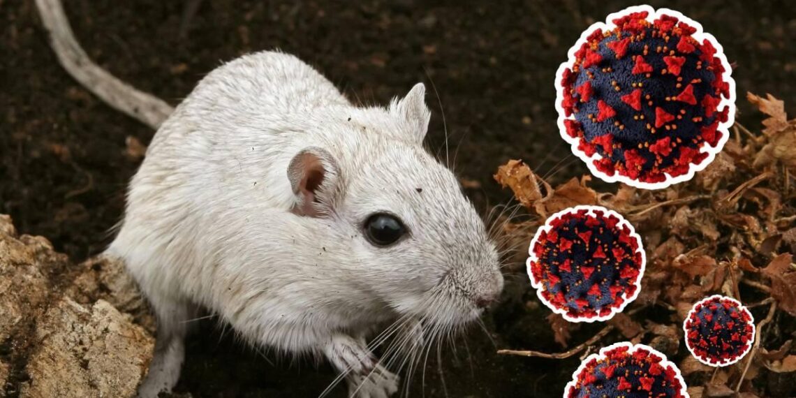 Hantavirus: Operativo científico investiga posible origen de contagios en crucero