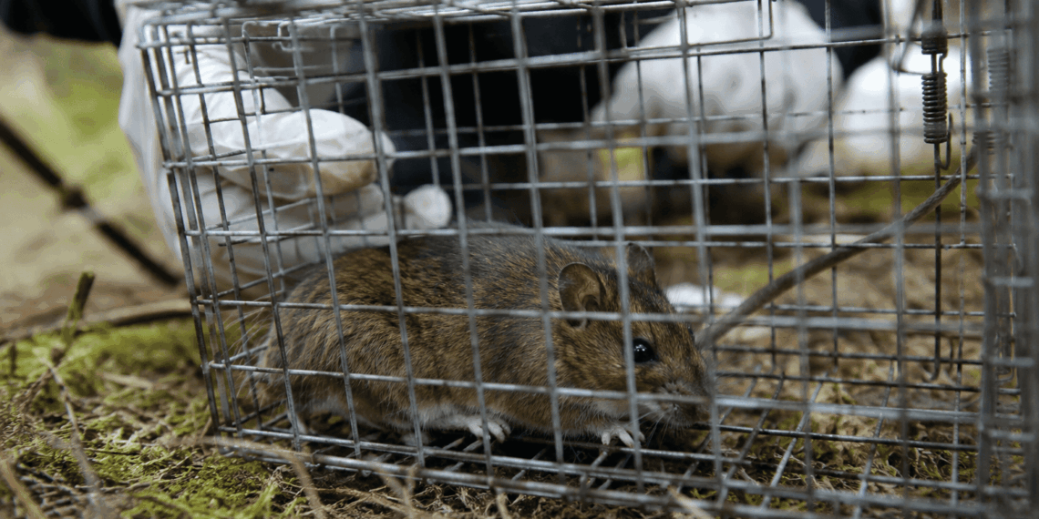 Hantavirus: Operativo científico investiga posible origen de contagios en crucero