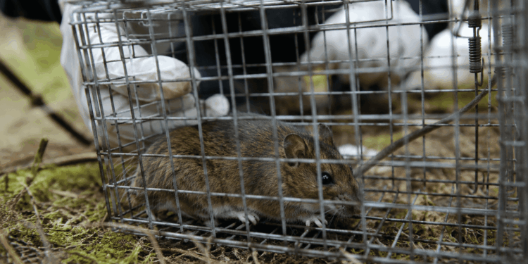 Hantavirus: Operativo científico investiga posible origen de contagios en crucero