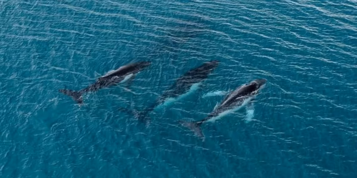 Ballenas jorobadas sorprenden a científicos con viajes extremos entre Australia y Brasil
