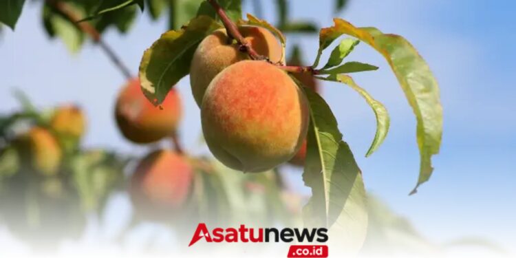 Productores en California arrancan 420.000 melocotoneros por crisis