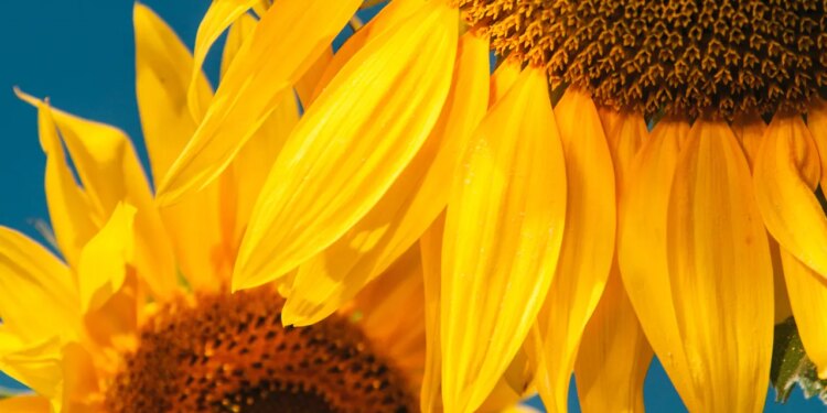 Sunflower Seeds: This Classic Snack Is a Protein Superfood