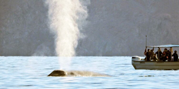 Un decreto presidencial abre Loreto a grandes cruceros y desata la alerta por el daño ambiental al santuario de ballenas