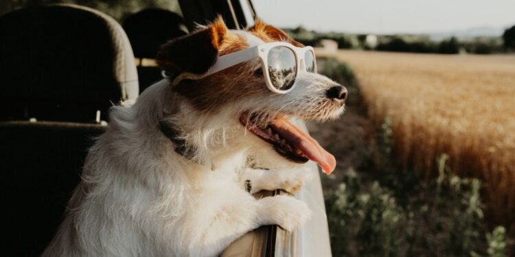 Los perros ya tienen agencia de viajes física en Reino Unido