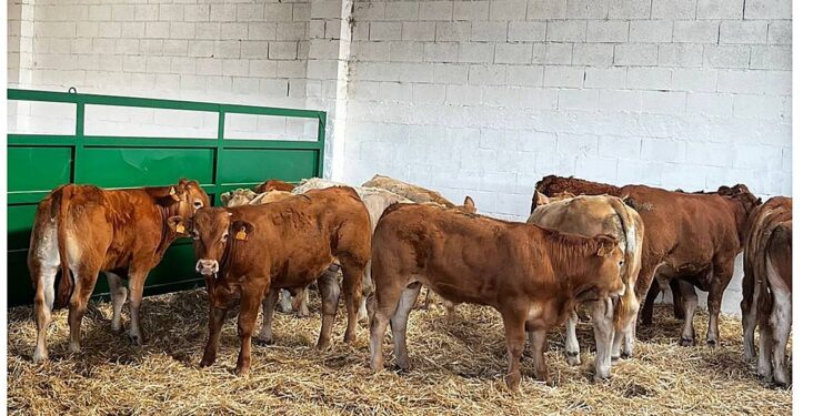 Carpisa Foods refuerza su actividad en Ciudad Rodrigo integrando cebaderos