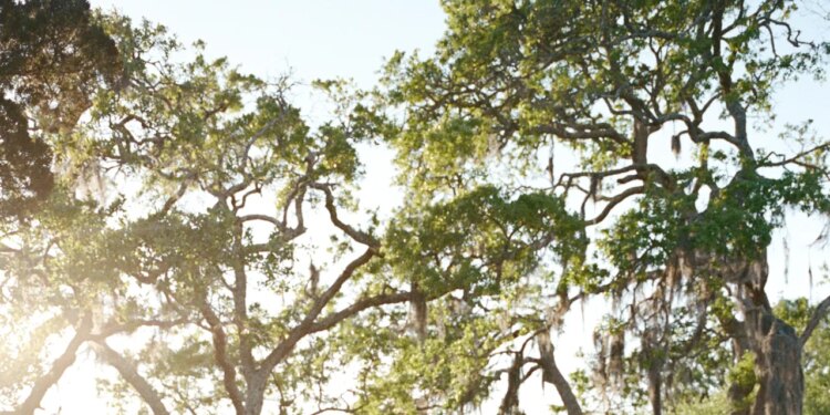 The Bride Wore a Vintage ’90s Dress and a Belgian Lace Veil to Marry Underneath South Carolina Oaks