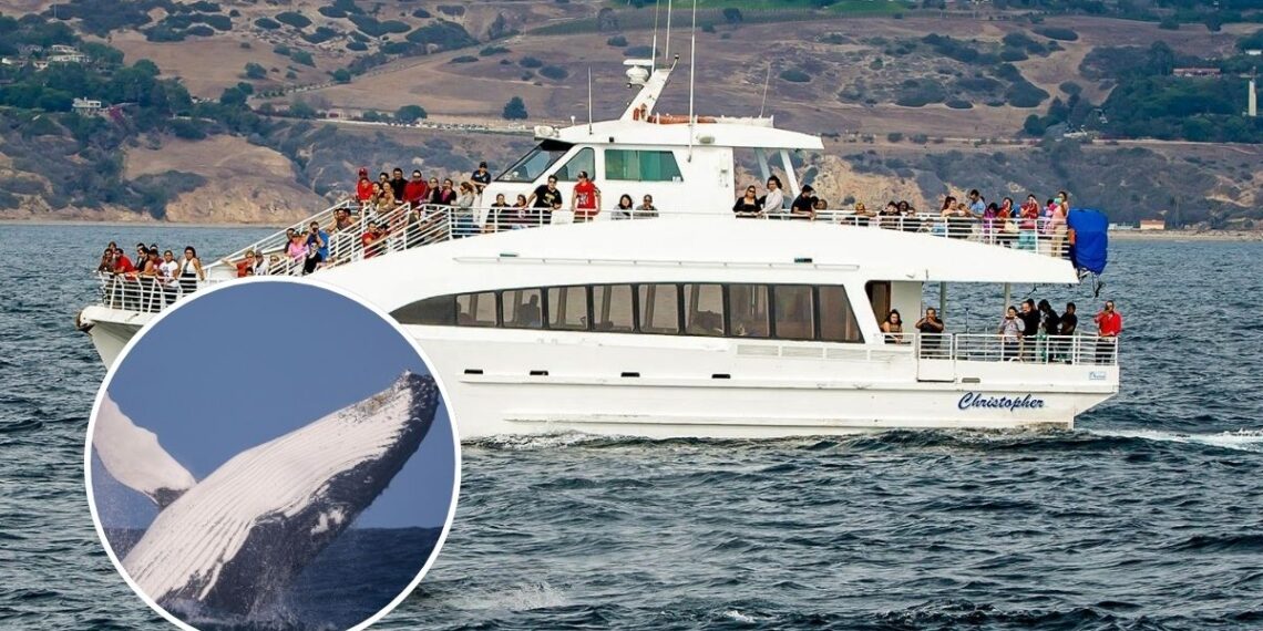Este crucero de avistamiento de ballenas en el sur de California te permite ver al animal más grande del mundo durante todo el verano, y está a solo 30 minutos de Los Ángeles.