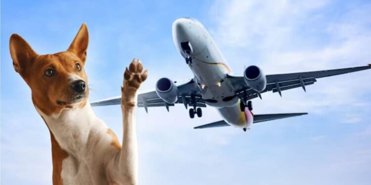 Alertan riesgos sobre los viajes con mascotas